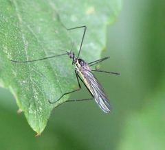 Ellipteroides lateralis
