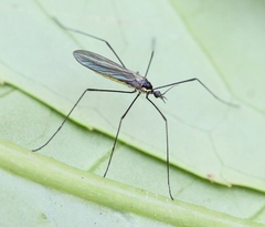Ellipteroides lateralis