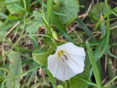 Convolvulus arvensis