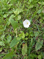 Convolvulus arvensis