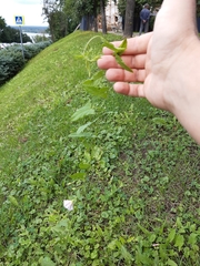 Convolvulus arvensis