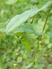 Convolvulus arvensis