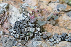 Crassula nemorosa