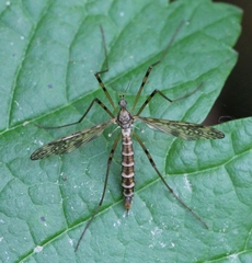 Epiphragma ocellare