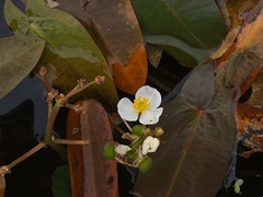 Sagittaria natans