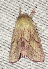 Hyparpax aurora