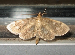 Anania coronata