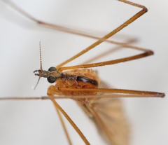 Euphylidorea lineola