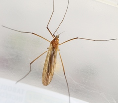 Euphylidorea lineola