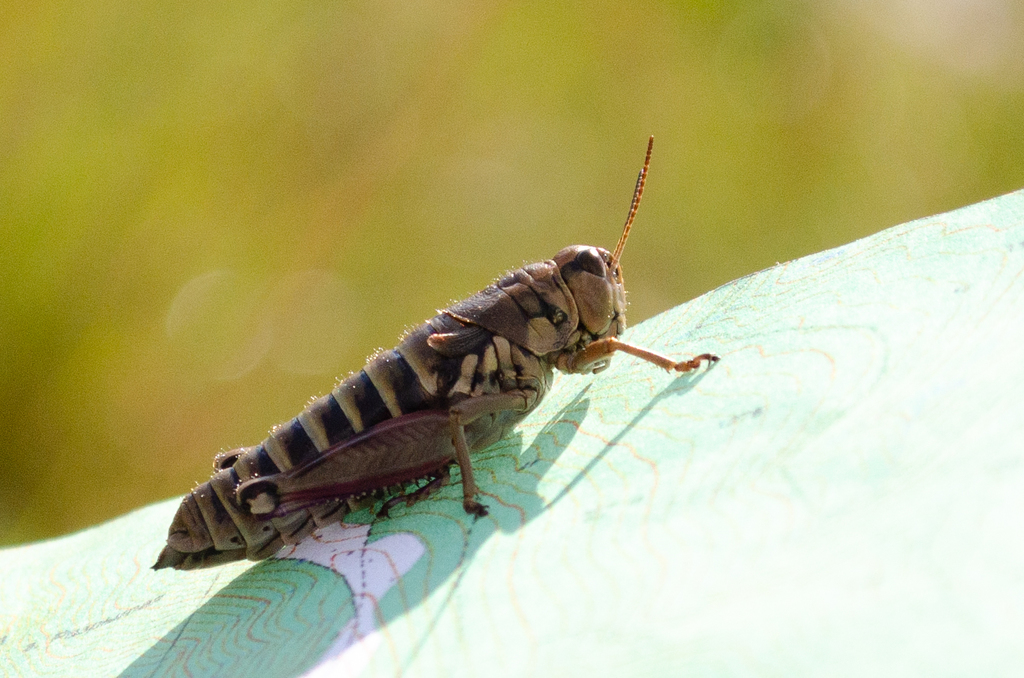 Podisma uvarovi