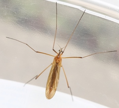 Euphylidorea lineola