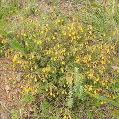 Hermannia alnifolia