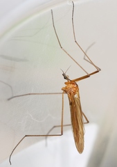 Euphylidorea lineola