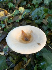 Cyclocybe parasitica