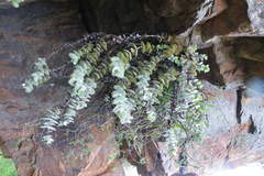Crassula badspoortensis