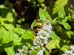 Anthidium florentinum