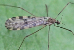 Ilisia maculata