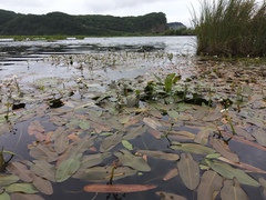 Sagittaria natans