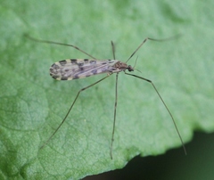 Ilisia maculata