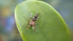 Cosmophasis thalassina