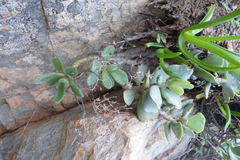 Tylecodon leucothrix