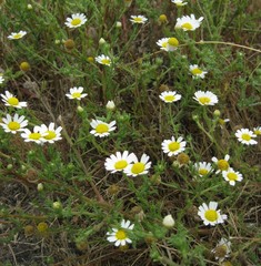 Cladanthus mixtus