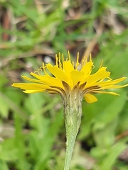 Scorzoneroides autumnalis