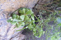 Cotyledon tomentosa tomentosa