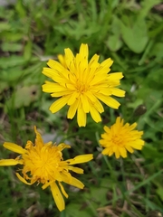 Scorzoneroides autumnalis