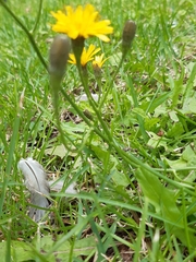 Scorzoneroides autumnalis