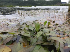 Sagittaria natans