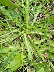 Scorzoneroides autumnalis