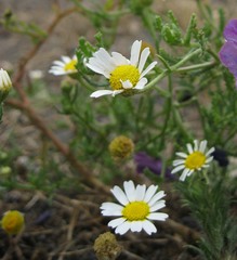Cladanthus mixtus
