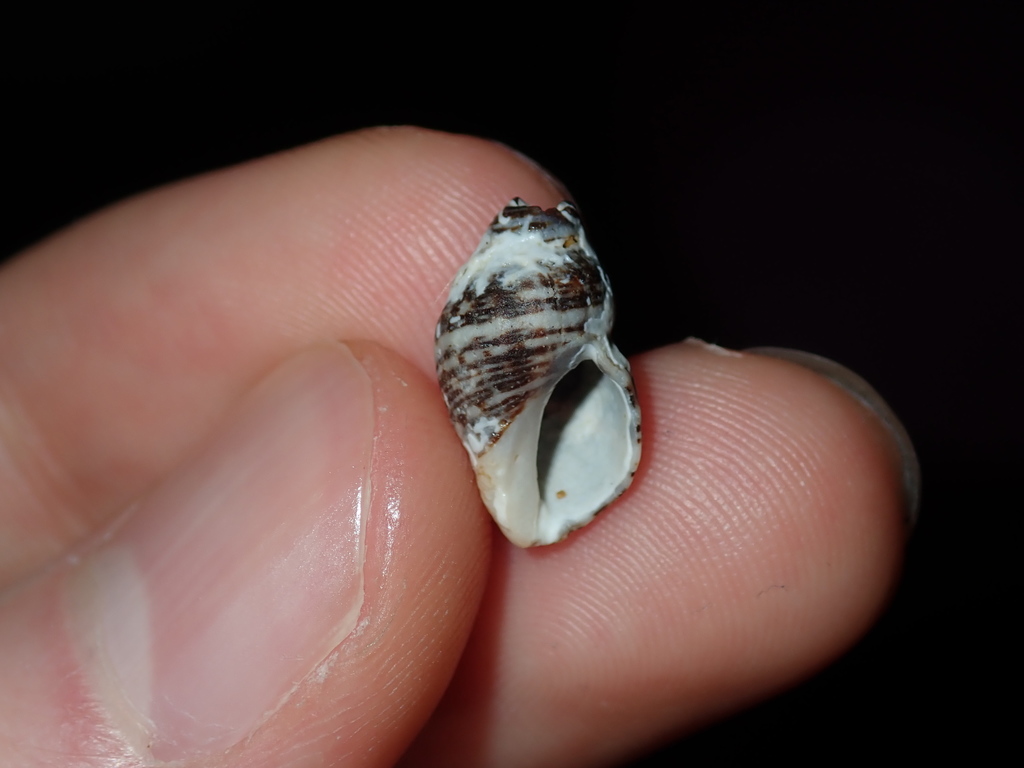 Common Small Purple
