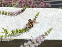 Anthidium florentinum