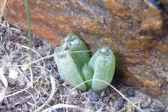 Bulbine mesembryanthemoides