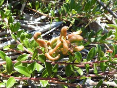 Exobasidium sydowianum