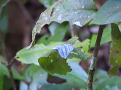 Acropteris rectinervata