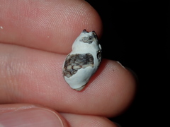 Agnewia tritoniformis