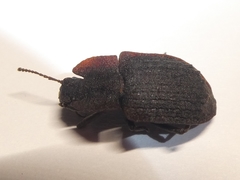 Mitua tuberculicostata