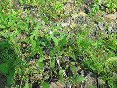 Glycine max soja