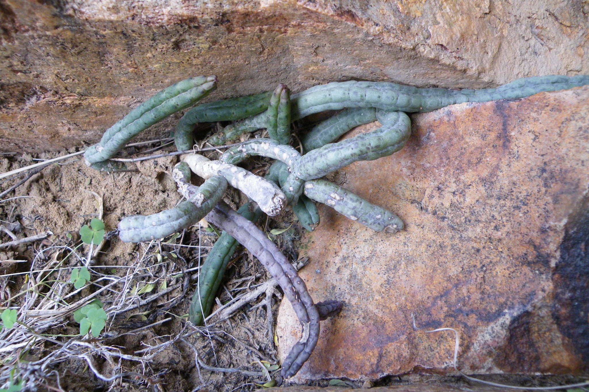 Tromotriche choanantha