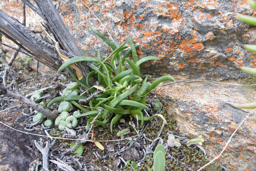 Haworthia blackburniae