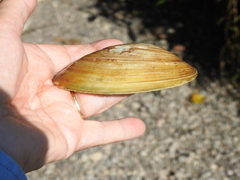 Ortmanniana ligamentina