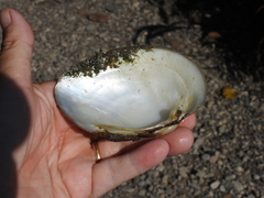 Ortmanniana ligamentina