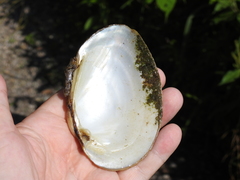 Ortmanniana ligamentina