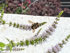 Anthidium florentinum