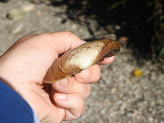 Ortmanniana ligamentina