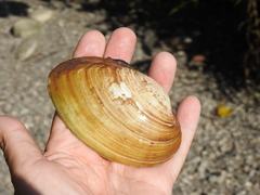 Ortmanniana ligamentina