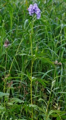Aconitum maximum